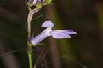 Glade lobelia